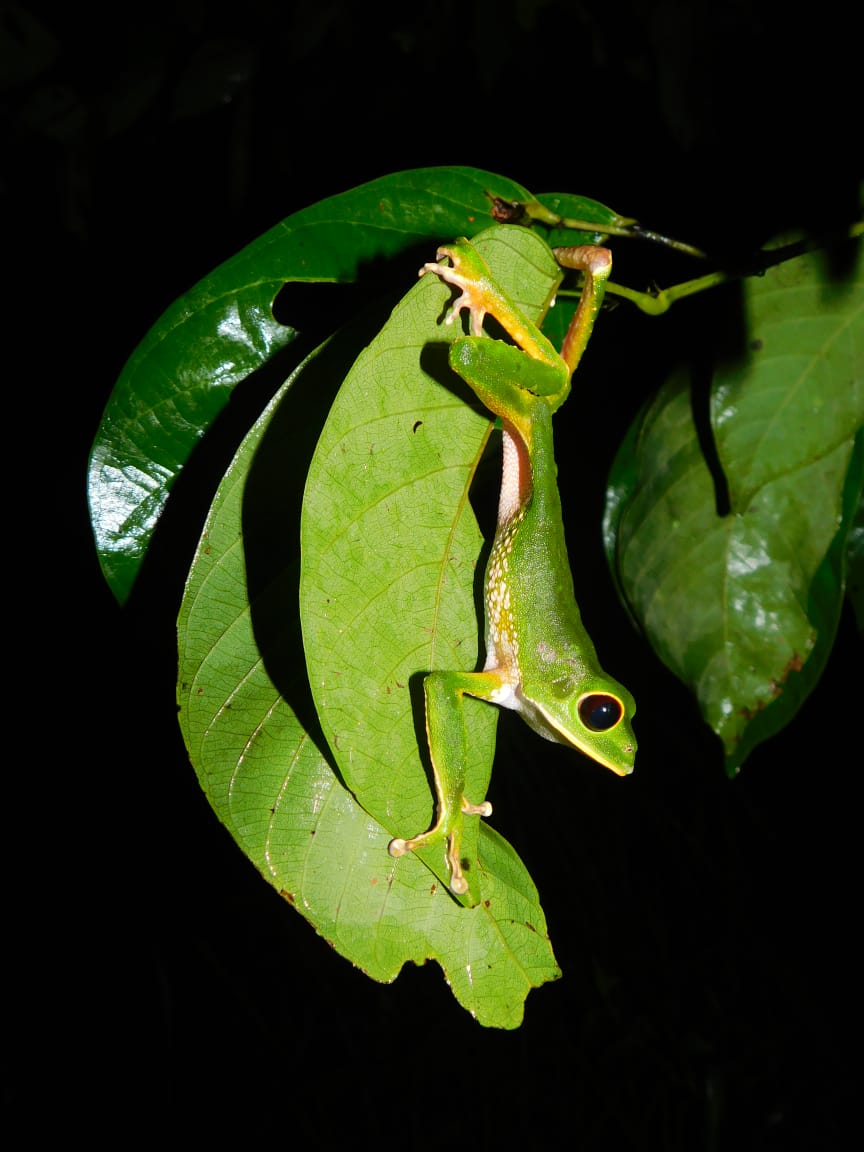 Tour Herping Tarapoto