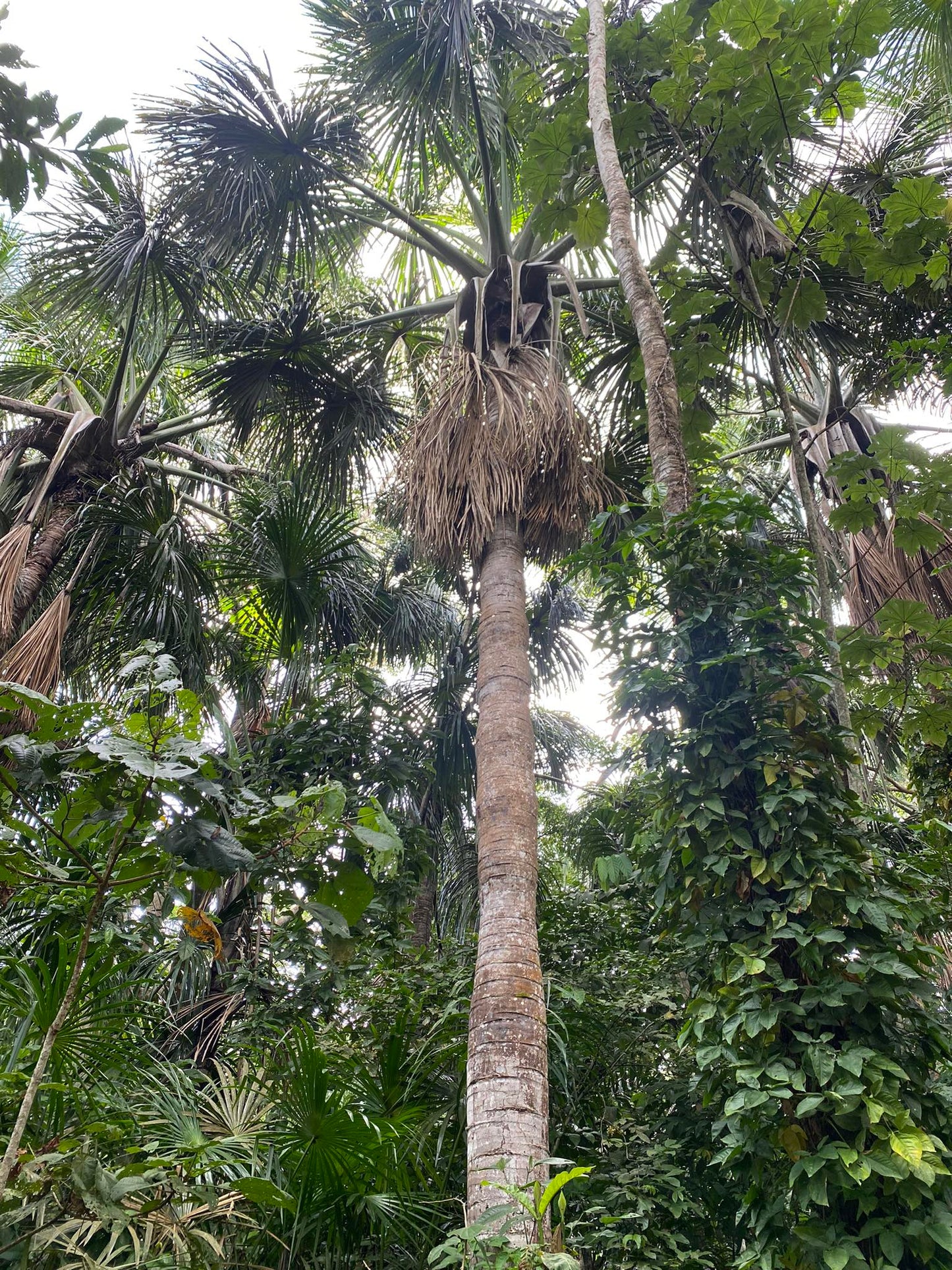 Aguaje (Mauritia flexuosa)