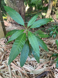 Mango (Mangifera indica)