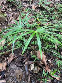 Aguaje (Mauritia flexuosa)