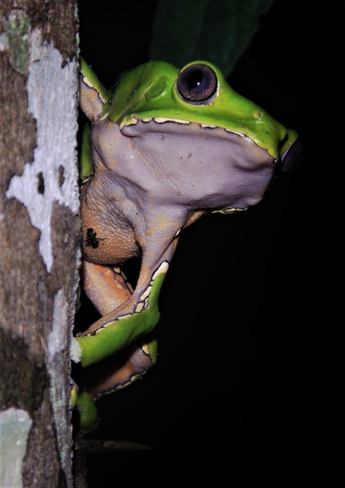 Iquitos Herping Tour